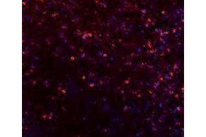 Immunofluorescence (IF) image for anti-Inducible T-Cell Co-Stimulator (ICOS) antibody (Alexa Fluor 647) (ABIN2657721) (ICOS Antikörper  (Alexa Fluor 647))