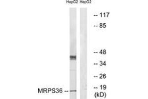 Western blot analysis of extracts from HepG2 cells, using MRPS36 Antibody. (MRPS36 Antikörper  (AA 4-53))