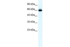 Western Blotting (WB) image for anti-Potassium Voltage-Gated Channel, Subfamily H (Eag-Related), Member 5 (KCNH5) antibody (ABIN2461156)