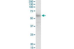 CCT6B MaxPab polyclonal antibody. (CCT6B Antikörper  (AA 1-530))