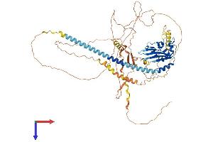 TSPY-Like 2 Protein (TSPYL2) (AA 1-693) (His tag)