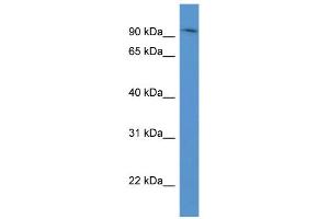 WB Suggested Anti-ADAM8 Antibody Titration: 0. (ADAM8 Antikörper  (N-Term))