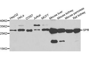 Western blot analysis of extracts of various cells, using SPR antibody. (SPR Antikörper)