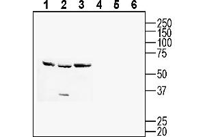 Western blot analysis of mouse  T-cell lymphoma cell line lysate (lanes 1 and 4), mouse J774 macrophage cell line lysate (lanes 2 and 5) and mouse WEHI B-cell lymphoma cell line lysate (lanes 3 and 6):1-3. (BST1 Antikörper  (Extracellular))