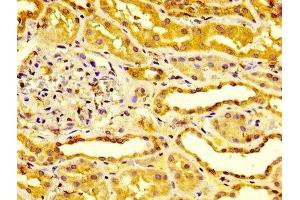 IHC image of ABIN7151735 diluted at 1:400 and staining in paraffin-embedded human kidney tissue performed on a Leica BondTM system. (ESM1 Antikörper  (AA 20-184))