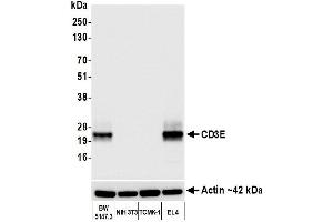 Western Blotting (WB) image for anti-CD3 epsilon (CD3E) (AA 139-189) antibody (ABIN7454000)