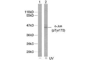 Image no. 1 for anti-Jun Proto-Oncogene (JUN) (pTyr170) antibody (ABIN196650) (C-JUN Antikörper  (pTyr170))