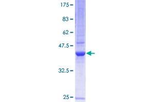 BCL2L2 Protein (AA 1-193) (GST tag)