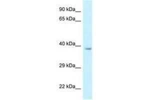 Image no. 1 for anti-Retinol Dehydrogenase 10 (All-Trans) (RDH10) (AA 242-291) antibody (ABIN6747672) (RDH10 Antikörper  (AA 242-291))