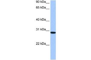 RALYL antibody used at 0. (RALYL Antikörper  (C-Term))