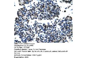 Human Pancrease (TCEB3 Antikörper  (C-Term))