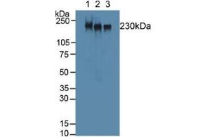 Figure. (MYH2 Antikörper  (AA 1238-1472))