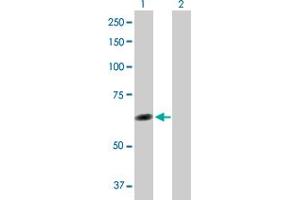 Western Blot analysis of TTC8 expression in transfected 293T cell line by TTC8 MaxPab polyclonal antibody. (TTC8 Antikörper  (AA 1-505))