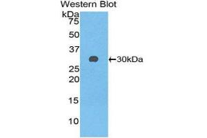 Western Blotting (WB) image for anti-Glutathione S-Transferase mu 3 (Brain) (GSTM3) (AA 8-223) antibody (ABIN1859094)