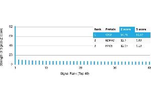 Protein Array (PAr) image for anti-Connective Tissue Growth Factor (CTGF) antibody (ABIN7456184) (CTGF Antikörper)