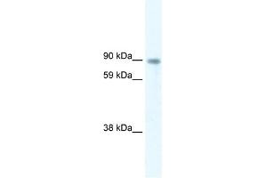 Western Blot showing STAT5B antibody used at a concentration of 5. (STAT5B Antikörper  (Middle Region))