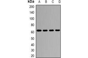 Western blot analysis of Kv9. (KCNS3 Antikörper)