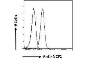 ABIN184583 Flow cytometric analysis of paraformaldehyde fixed HeLa cells (blue line), permeabilized with 0. (NCF1 Antikörper  (C-Term))