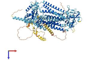 Anoctamin 4 Protein (ANO4) (AA 1-955) (His tag)