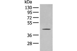 Western blot analysis of A375 cell lysate using OLA1 Polyclonal Antibody at dilution of 1:400 (OLA1 Antikörper)