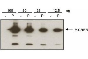 Anti-CREB pS133 was used to detect phosphorylated CREB by immunoblot. (CREB1 Antikörper  (pSer133))