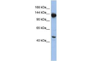 WB Suggested Anti-NRD1 Antibody Titration: 0.