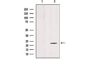 Western blot analysis of extracts from 3T3, using ARL8B antibody. (ARL8B Antikörper  (Internal Region))
