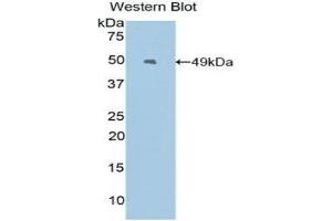 Western Blotting (WB) image for anti-Epiregulin (EREG) (AA 30-169) antibody (ABIN3205795) (Epiregulin Antikörper  (AA 30-169))