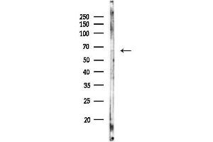Western blot analysis of lysates from Mouse brain, using Phospho-NF-kB p65 (Thr435) Antibody at 1/1000 dilution.