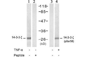 Image no. 2 for anti-14-3-3 zeta (YWHAZ) (pSer58) antibody (ABIN196916) (14-3-3 zeta Antikörper  (pSer58))