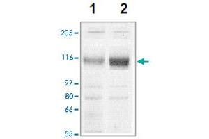 The tissue lysates derived from mouse heart (lane 1) or rat heart (lane 2) were immunoprobed by Corin polyclonal antibody  at 1 : 500. (Corin Antikörper  (C-Term))