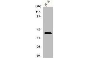 Western Blot analysis of K562 cells using GPR92 Polyclonal Antibody (LPAR5 Antikörper  (Internal Region))