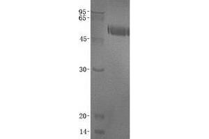 Validation with Western Blot (Osteoprotegerin Protein (His tag))