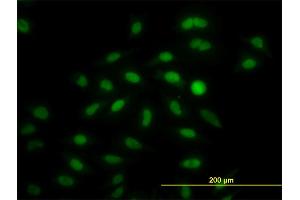 Immunofluorescence (IF) image for anti-Interferon Regulatory Factor 2 (IRF2) (AA 216-315) antibody (ABIN517221)