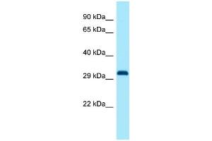 Host: Rabbit Target Name: Dlx1 Antibody Dilution: 1. (DLX1 Antikörper  (C-Term))