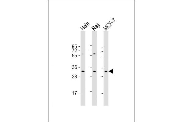 APIP anticorps  (AA 111-142)