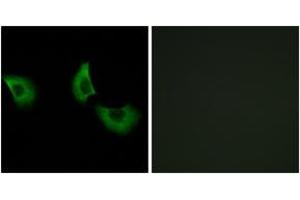 Immunofluorescence analysis of A549 cells, using EFEMP2 Antibody. (FBLN4 Antikörper  (AA 91-140))