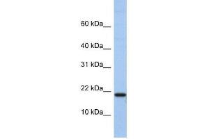 C1D antibody used at 0.