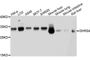 Western blot analysis of extracts of various cell lines, using DHRS4 antibody (ABIN4903479) at 1:1000 dilution. (DHRS4 Antikörper)