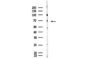 anti-Mediator Complex Subunit 26 (MED26) (N-Term) antibody