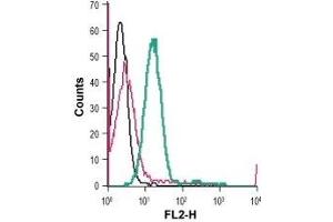 Cell surface detection of KV1. (KCNA3 Antikörper  (Extracellular) (PE))