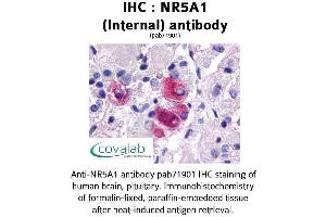 Image no. 1 for anti-Nuclear Receptor Subfamily 5, Group A, Member 1 (NR5A1) (Internal Region) antibody (ABIN1737514) (NR5A1 Antikörper  (Internal Region))