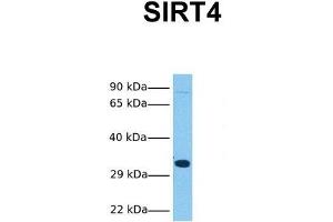 Host:  Rabbit  Target Name:  SIRT4  Sample Tissue:  Human HepG2  Antibody Dilution:  1. (SIRT4 Antikörper  (N-Term))