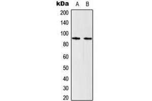 Western blot analysis of STAT5 expression in HeLa (A), Raw264. (STAT5A Antikörper  (C-Term))