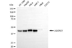 Western blotting analysis using UQCRC1 antibody (ABIN7800702). (UQCRC1 Antikörper)