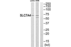 Western Blotting (WB) image for anti-Solute Carrier Family 7 (Cationic Amino Acid Transporter, Y+ System), Member 4 (SLC7A4) (C-Term) antibody (ABIN1851039) (SLC7A4 Antikörper  (C-Term))