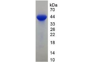 SDS-PAGE analysis of Mouse FABP3 Protein. (FABP3 Protein)