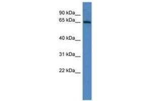 Image no. 1 for anti-ADAM Metallopeptidase Domain 23 (Adam23) (C-Term) antibody (ABIN6746267) (Adam23 Antikörper  (C-Term))