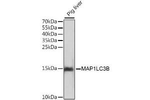 Western blot analysis of extracts of pig liver, using MAP1LC3B antibody. (LC3B Antikörper)