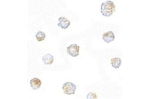 Image no. 2 for anti-ORAI Calcium Release-Activated Calcium Modulator 3 (ORAI3) (N-Term) antibody (ABIN318923) (ORAI3 Antikörper  (N-Term))